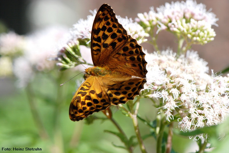 Grosser Perlmutterfalter